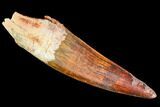 Beautiful, Spinosaurus Tooth - Partial Root #106742-1